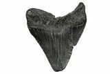 Fossil Megalodon Tooth - South Carolina #341501-1